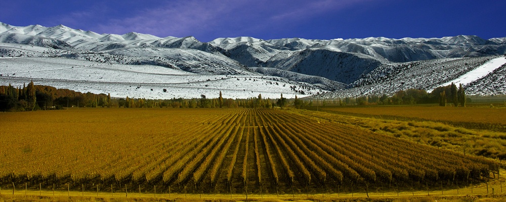 Viñedos de Mendoza